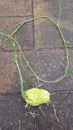 Chayote te koop in pot