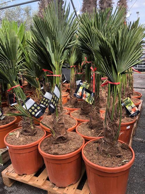 Chinese waaierpalm trachycarpus fortuneiwagnerianus palmboo