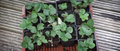 circa 30 aardbeien plantjes bijna gratis