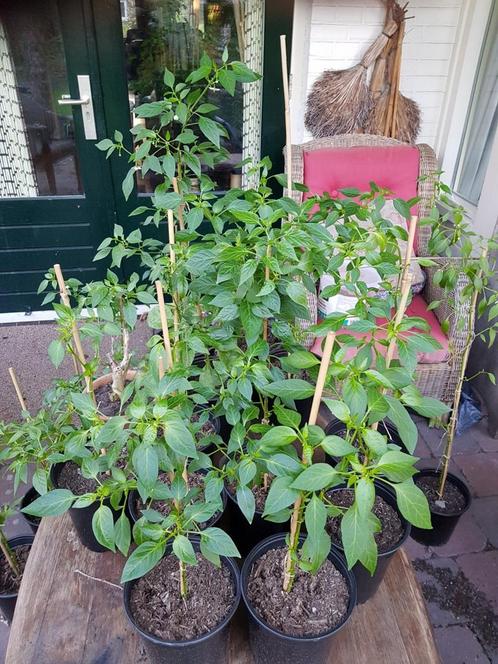 Citroenplant in pot met de daarvoor speciale grond.