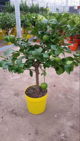 Citrus Lemon (Citroen)
