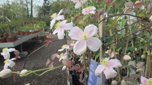 Clematis, Lonicera in soorten (klimplanten)