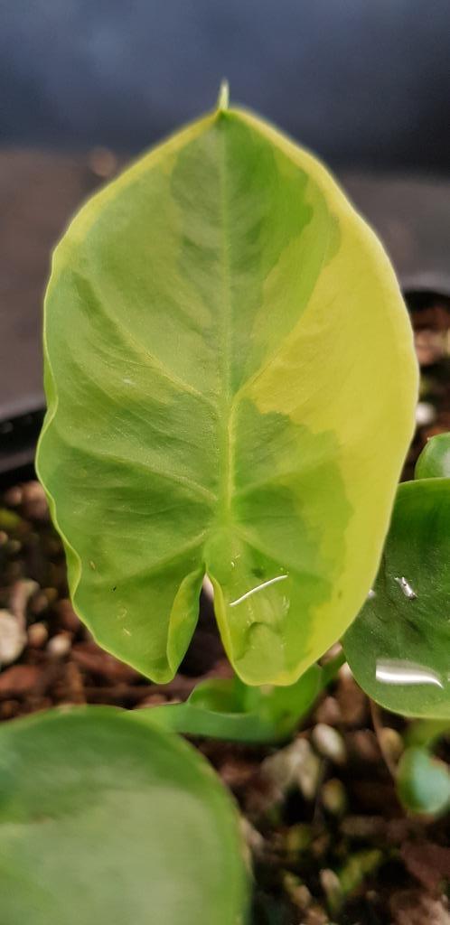 Colocasia  Leucocasia Gigantea Aurea Yellow Andaman