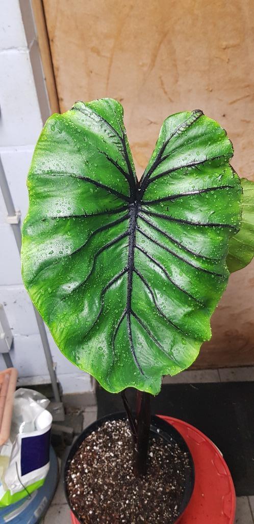 Colocasia Pharaohs Mask