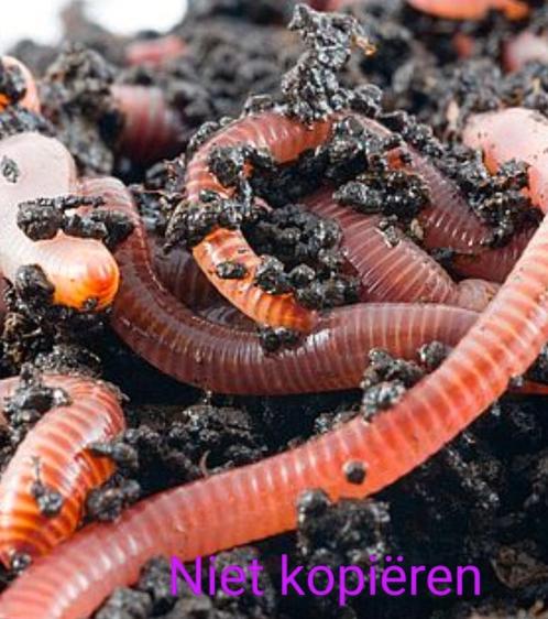 Compost Tijgerwormen voor wormenhotel of voor Tuin