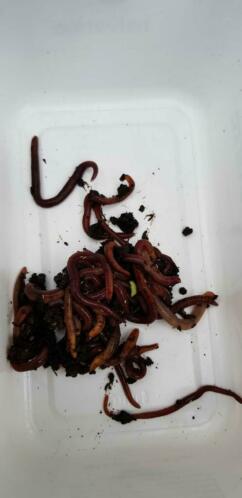 Compost  vis wormen