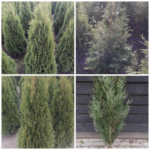 Conifeer  thuja Brabant  smaragd  100125 al vanaf 6,50