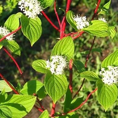 Cornus alba 039Sibirica039 (Vasteplanten)