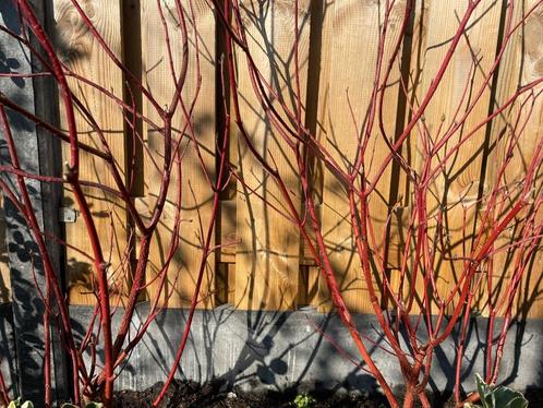 Cornus alba sibirica - Tuinplant groeit hard - Twee stuks