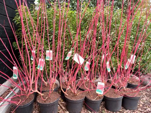 Cornus alba x27Sibiricax27 (Kornoelje)