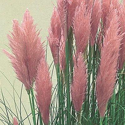 Cortaderia selloana 039Rosea039 (Vasteplanten)