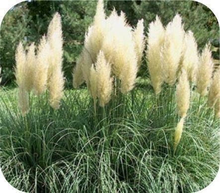 Cortaderia Seloana, Pampasgras, siergras met kwantum korting