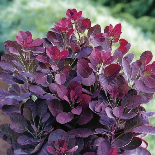 Cotinus coggygria 039Royal Purple039 (Vasteplanten)