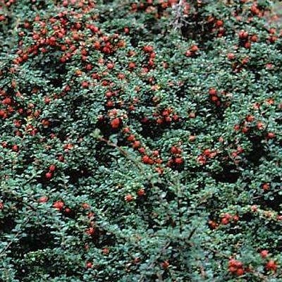 Cotoneaster cochleatus Cotoneaster salicifolius parkteppich