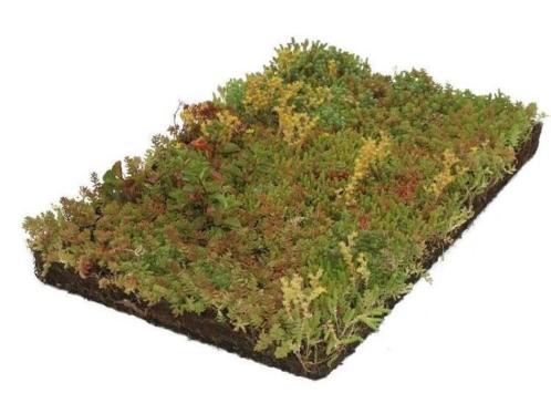 Covergreen Sedum plantenmat kant-en-klaar