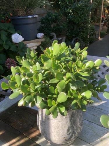 Crassula vetplant mooie fris groene plant 50 cm hoog inc.pot