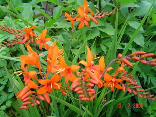 Crocosmia maseniorum