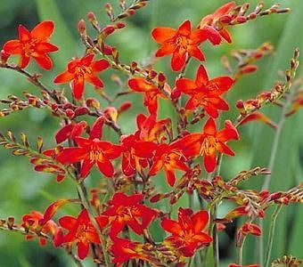 crocosmia mooie vaste plant met rode bloem