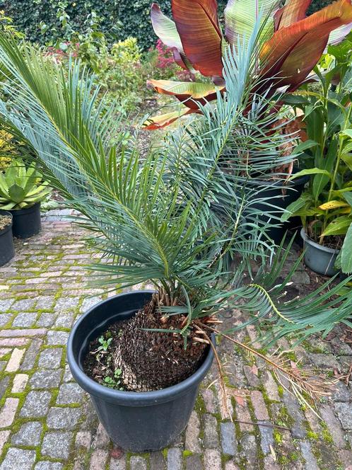 Cycas panzhihuaensis