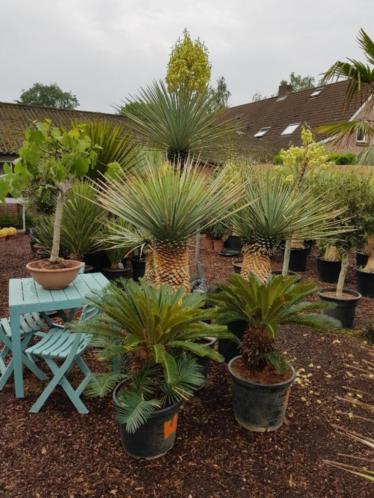 Cycas revolta, Noord Spaanse topkwaliteit. 