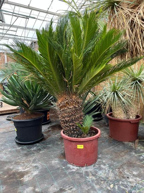 Cycas revoluta met 2 koppen   WIJ MAKEN PLAATS IN DE KAS.