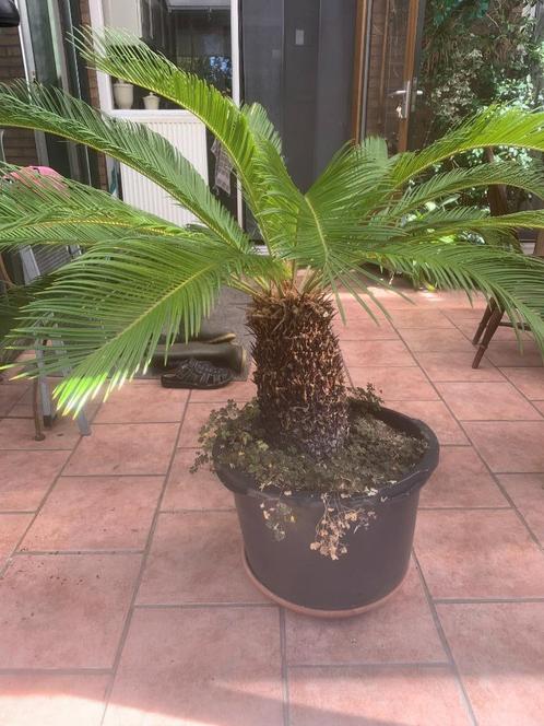 Cycas Revoluta palm