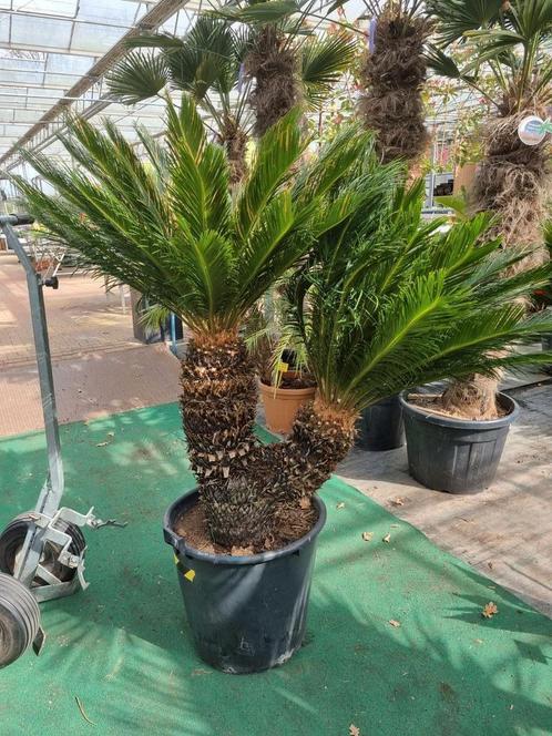 Cycas revoluta, uniek exemplaar met 2 koppen.  AANBIEDING 