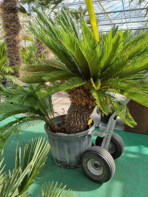 Cycas revoluta, vredespalm. zeer ruime keuze. VANDAAG OPEN