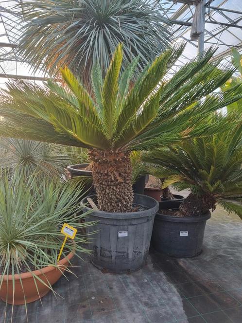 Cycas revoluta XXL - Stamhoogte 60 cm - Geopend met Pasen.