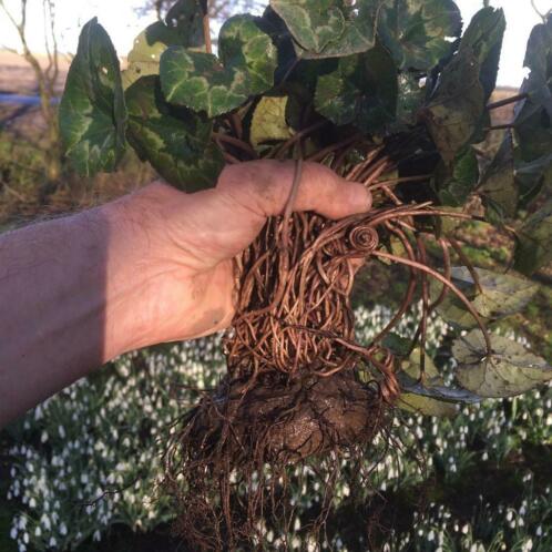 Cyclamen hederifolium. Grote knol, 10 cm diameter