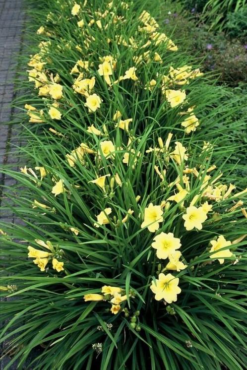 Daglelie Hemerocallis Stella de Oro Pot