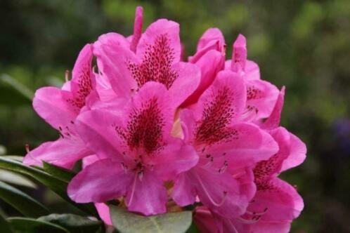 De mooiste Rhododendrons TIP Moederdag cadeau
