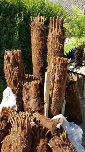 Dicksonia antarctica . ZATERDAG GEOPEND.