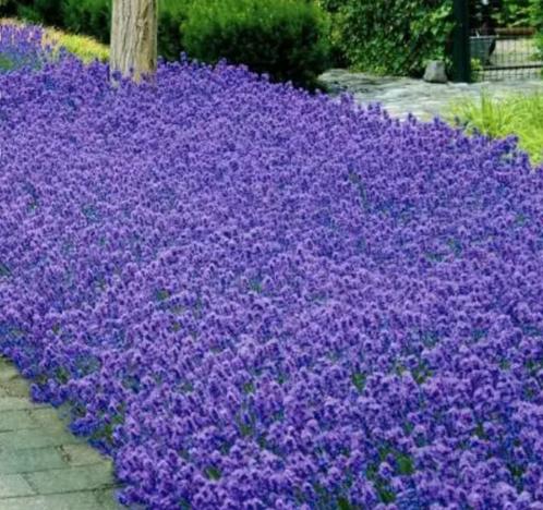 Dikke Lavendel Hidcote planten in potten van 20cm