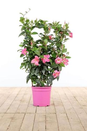 Dipladenia  Mandevilla rek rose hoogte inclusief pot