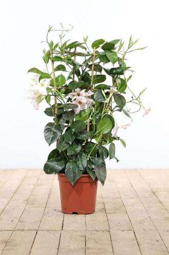 Dipladenia  Mandevilla rek wit hoogte inclusief pot 35-40cm