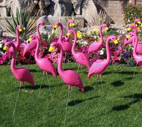 Div kleuren Flamingo039s garden, hawaii, bruiloft, kinderfeest
