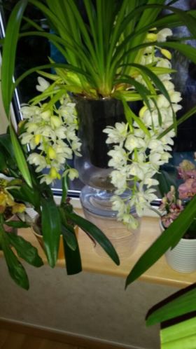 Div orchideen .vanda. s
