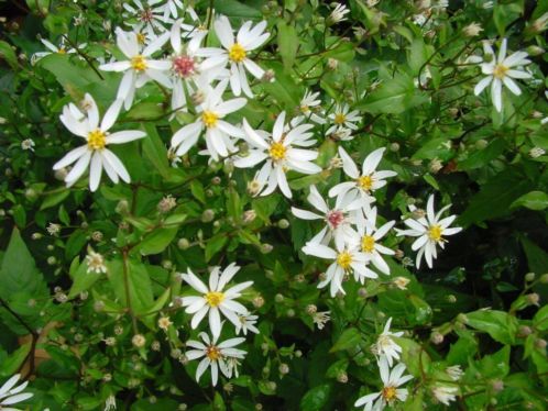 Div. tuinplanten Aster Divaricatus margriet achtig