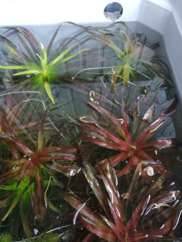 Div. Zuurstofplanten krabbescheer fonteinkruid hoornblad