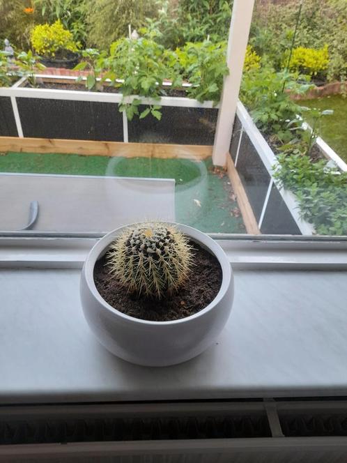 DIVERSE CACTUSSEN MET POT 50 EURO VOOR ALLES PRIJS IS VAST.