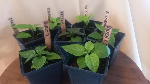 Diverse peperplanten zaailingen te koop voor maar 4,-