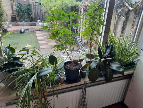 Diverse planten, ook gratis