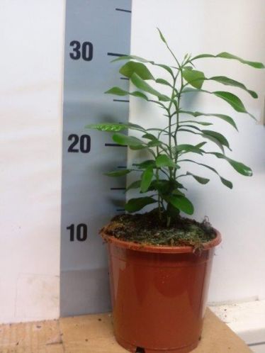  Djoeroek poeroet plant, Palmen Uit Rotterdam