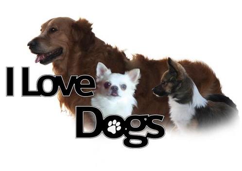 Domein naam Ilove-dogs nl ter overname..