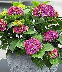 drie kleurige hortensia hydrangia schloss wackerbarth