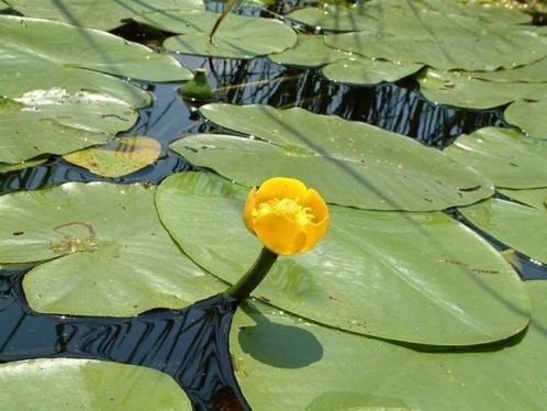 Drijfplanten, zuurstofplanten, waterlelies enz.enz.