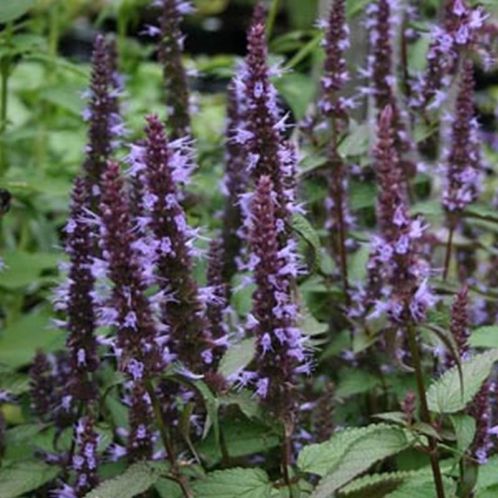 Dropplant. Agastache 039After Eight039