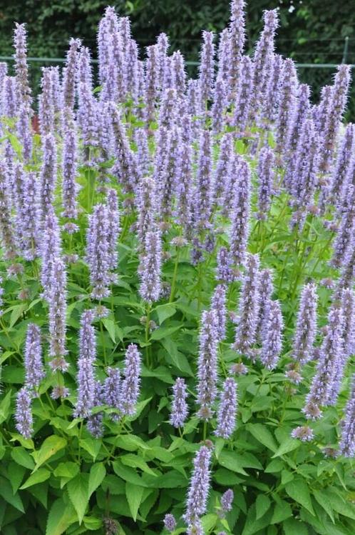 Dropplant Agastache Blue Fortune Pot