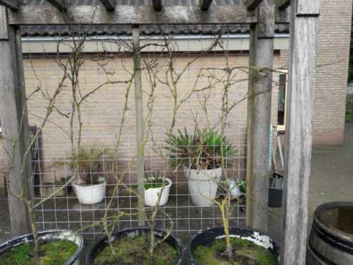 Druiven planten vijf jaar oud in drie potten.